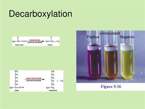 lysine decarboxylase test results|Decarboxylation Test: Types, Principles, Uses • Microbe .